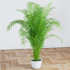 Palm